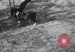 Immagine di Cane e oca lotta Panama City Florida USA, 1932, secondo 18 filmato di repertorio 65675026480