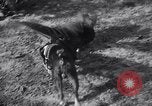 Immagine di Cane e oca lotta Panama City Florida USA, 1932, secondo 20 filmato di repertorio 65675026480