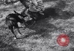 Immagine di Cane e oca lotta Panama City Florida USA, 1932, secondo 21 filmato di repertorio 65675026480