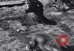 Immagine di Cane e oca lotta Panama City Florida USA, 1932, secondo 23 filmato di repertorio 65675026480