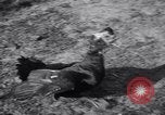 Immagine di Cane e oca lotta Panama City Florida USA, 1932, secondo 26 filmato di repertorio 65675026480