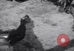 Immagine di Cane e oca lotta Panama City Florida USA, 1932, secondo 29 filmato di repertorio 65675026480