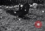 Immagine di Cane e oca lotta Panama City Florida USA, 1932, secondo 39 filmato di repertorio 65675026480