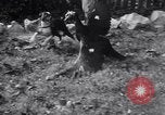 Immagine di Cane e oca lotta Panama City Florida USA, 1932, secondo 42 filmato di repertorio 65675026480