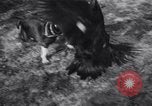 Immagine di Cane e oca lotta Panama City Florida USA, 1932, secondo 48 filmato di repertorio 65675026480