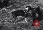 Immagine di Cane e oca lotta Panama City Florida USA, 1932, secondo 49 filmato di repertorio 65675026480