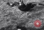 Immagine di Cane e oca lotta Panama City Florida USA, 1932, secondo 53 filmato di repertorio 65675026480
