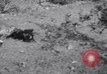 Immagine di Cane e oca lotta Panama City Florida USA, 1932, secondo 59 filmato di repertorio 65675026480
