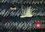 Image of reed and palm Mexico, 1941, second 43 stock footage video 65675026499