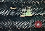 Image of reed and palm Mexico, 1941, second 44 stock footage video 65675026499