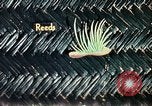 Image of reed and palm Mexico, 1941, second 45 stock footage video 65675026499