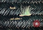 Image of reed and palm Mexico, 1941, second 48 stock footage video 65675026499