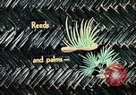 Image of reed and palm Mexico, 1941, second 49 stock footage video 65675026499