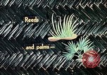 Image of reed and palm Mexico, 1941, second 50 stock footage video 65675026499