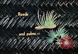 Image of reed and palm Mexico, 1941, second 51 stock footage video 65675026499