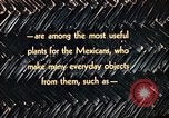Image of reed and palm Mexico, 1941, second 52 stock footage video 65675026499