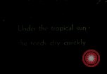 Image of reed and palm Mexico, 1941, second 1 stock footage video 65675026501