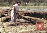 Image of reed and palm Mexico, 1941, second 15 stock footage video 65675026501