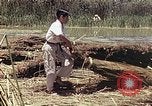 Image of reed and palm Mexico, 1941, second 17 stock footage video 65675026501