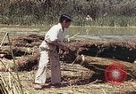 Image of reed and palm Mexico, 1941, second 18 stock footage video 65675026501