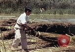 Image of reed and palm Mexico, 1941, second 20 stock footage video 65675026501