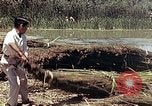 Image of reed and palm Mexico, 1941, second 21 stock footage video 65675026501
