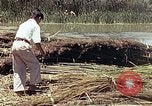 Image of reed and palm Mexico, 1941, second 22 stock footage video 65675026501