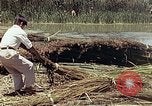 Image of reed and palm Mexico, 1941, second 24 stock footage video 65675026501