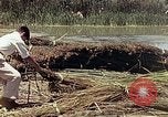 Image of reed and palm Mexico, 1941, second 25 stock footage video 65675026501