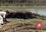 Image of reed and palm Mexico, 1941, second 29 stock footage video 65675026501