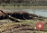 Image of reed and palm Mexico, 1941, second 30 stock footage video 65675026501