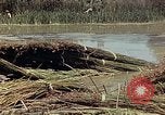 Image of reed and palm Mexico, 1941, second 31 stock footage video 65675026501