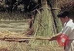 Image of reed and palm Mexico, 1941, second 35 stock footage video 65675026501