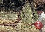 Image of reed and palm Mexico, 1941, second 36 stock footage video 65675026501