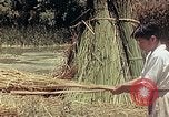 Image of reed and palm Mexico, 1941, second 37 stock footage video 65675026501