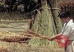 Image of reed and palm Mexico, 1941, second 39 stock footage video 65675026501