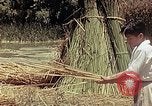 Image of reed and palm Mexico, 1941, second 41 stock footage video 65675026501