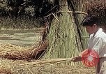 Image of reed and palm Mexico, 1941, second 44 stock footage video 65675026501