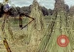 Image of reed and palm Mexico, 1941, second 61 stock footage video 65675026501