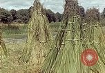 Image of reed and palm Mexico, 1941, second 62 stock footage video 65675026501