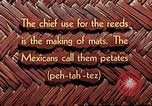 Image of reed and palm Mexico, 1941, second 3 stock footage video 65675026502