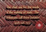 Image of reed and palm Mexico, 1941, second 5 stock footage video 65675026502