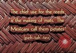 Image of reed and palm Mexico, 1941, second 7 stock footage video 65675026502