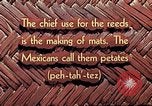Image of reed and palm Mexico, 1941, second 9 stock footage video 65675026502