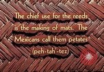 Image of reed and palm Mexico, 1941, second 10 stock footage video 65675026502