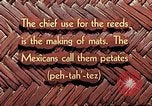 Image of reed and palm Mexico, 1941, second 11 stock footage video 65675026502