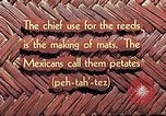 Image of reed and palm Mexico, 1941, second 15 stock footage video 65675026502