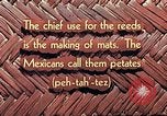 Image of reed and palm Mexico, 1941, second 16 stock footage video 65675026502