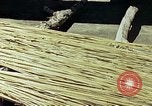 Image of reed and palm Mexico, 1941, second 24 stock footage video 65675026502