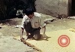 Image of reed and palm Mexico, 1941, second 59 stock footage video 65675026503